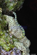 Corythoichthys-flavofasciatus syngnate raye-Safaga Tobia harba-3m-20171121-Denis-ADER-DSC_3383_tn